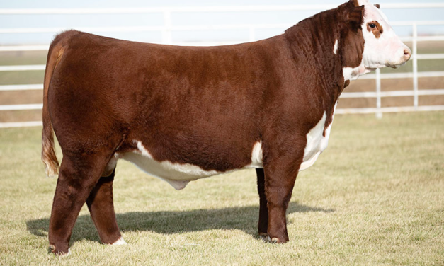 Hereford Semen For Sale:  SB10-4293