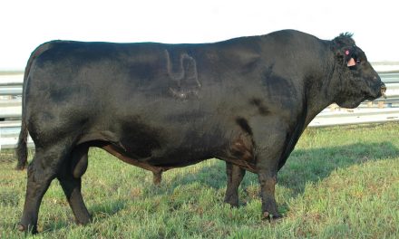 Angus Semen Wanted:  SB10-2861