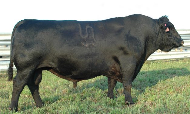 Angus Semen Wanted:  SB10-2861
