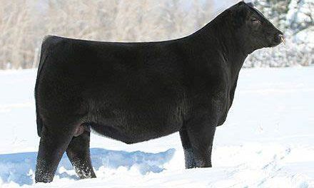 Angus Semen For Sale:  SB10-2842