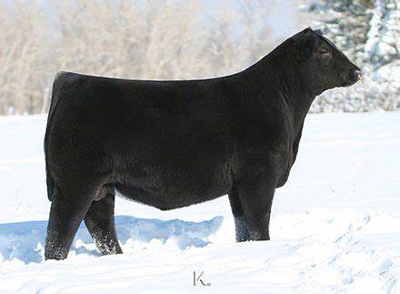 Angus Semen For Sale:  SB10-2842
