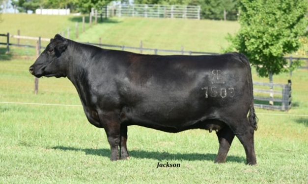 Angus Embryos For Sale:  SB10-2835