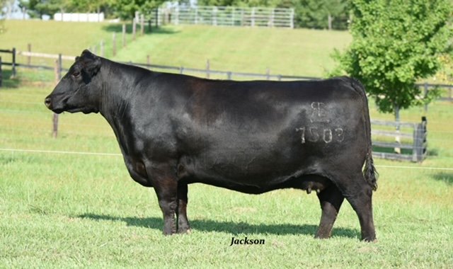 RB Lady Tombstone 426-7503 Reg#19094968