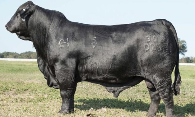 Brangus Semen For Sale:  SB10-2850