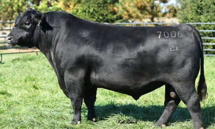 Angus Embryos For Sale:  SB10-2853