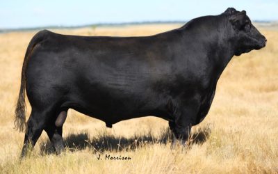 Angus Semen Wanted:  SB10-2863