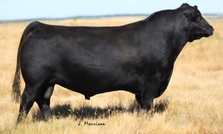 Angus Semen For Sale:  SB10-3180