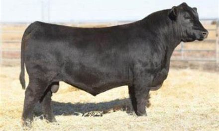 Angus Semen For Sale:  SB10-3689