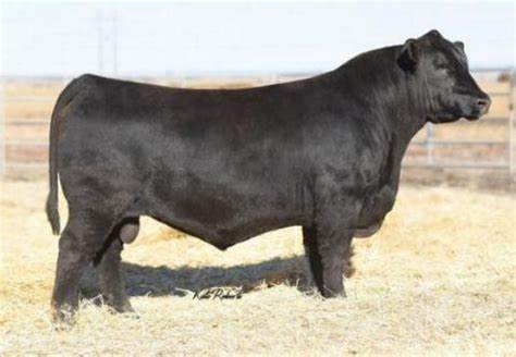 Angus Semen For Sale:  SB10-3689