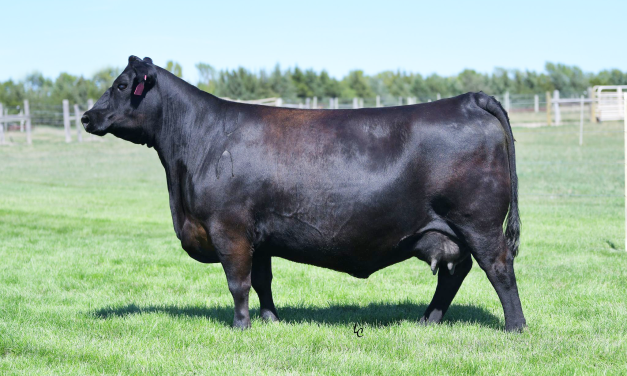 Angus Embryos For Sale:  SB10-2834