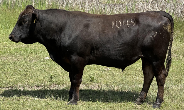 Angus Semen For Sale:  SB10-2829