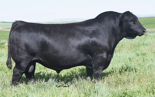 Angus Semen For Sale:  SB10-2832