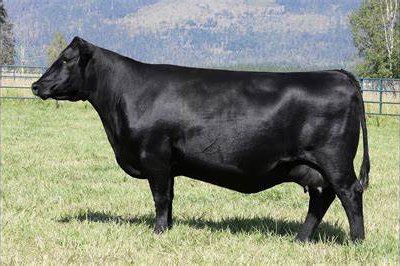 Angus Embryos For Sale:  SB10-2859
