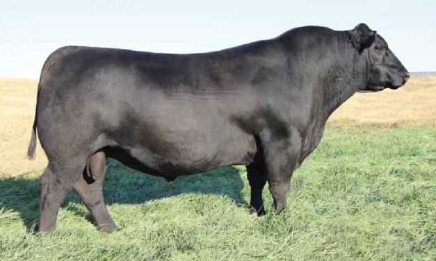 Angus Semen For Sale:  SB10-2690