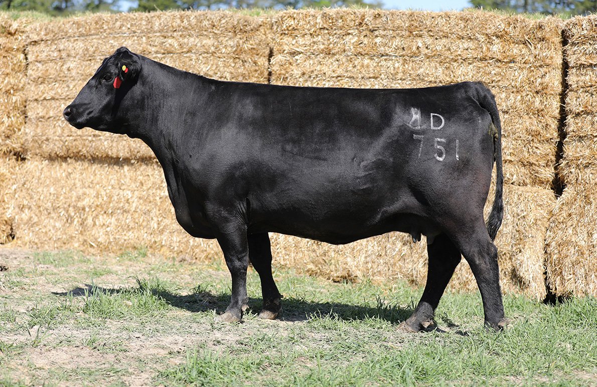 Baldridge Isabel D751