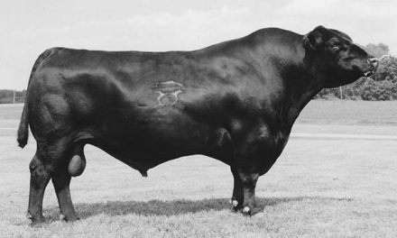 Angus Semen For Sale:  SB10-2904