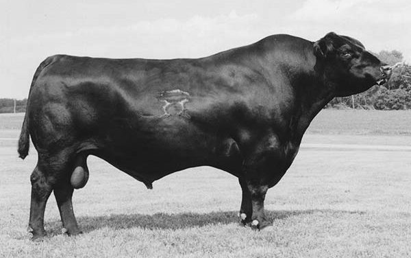 Angus Semen For Sale:  SB10-2904