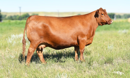 Red Angus Embryos For Sale:  SB10-2884