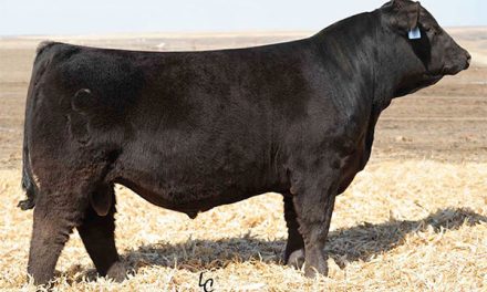 Simmental Semen For Sale:  SB10-4477