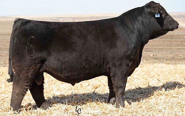 Simmental Semen For Sale:  SB10-4477