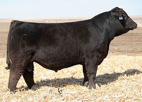 CCR-COWBOY-CUT-5048Z