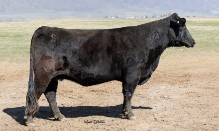 Angus Embryos For Sale:  SB10-2869