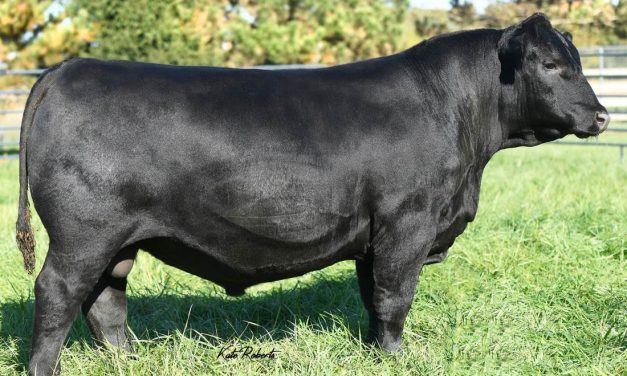 Angus Semen For Sale:  SB10-2896