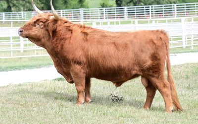 Scottish Hylander Semen For Sale:  SB10-2910