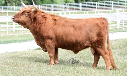 Scottish Hylander Semen For Sale:  SB10-2910