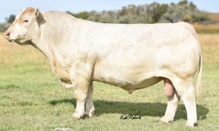 Charolais Semen For Sale:  SB10-2909