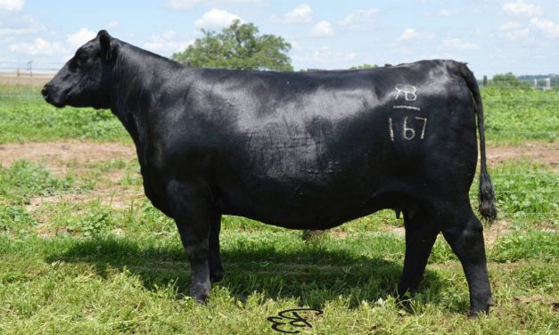 Angus Embryos For Sale:  SB10-2874