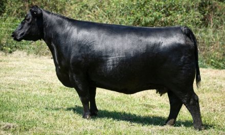 Angus Embryos For Sale:  SB10-2870