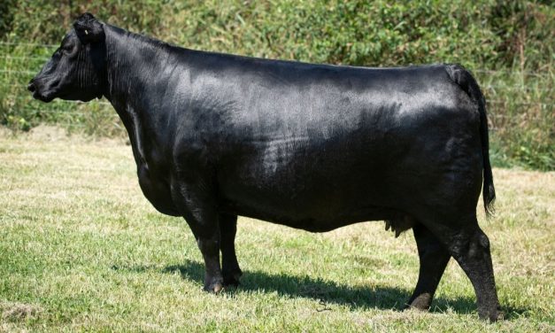 Angus Embryos For Sale:  SB10-2870