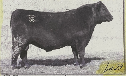 Angus Semen For Sale:  SB10-2911