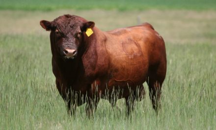 Red Angus Semen For Sale:  SB10-2907