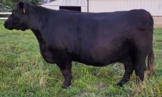 Club Calf Embryos For Sale:  SB10-2899