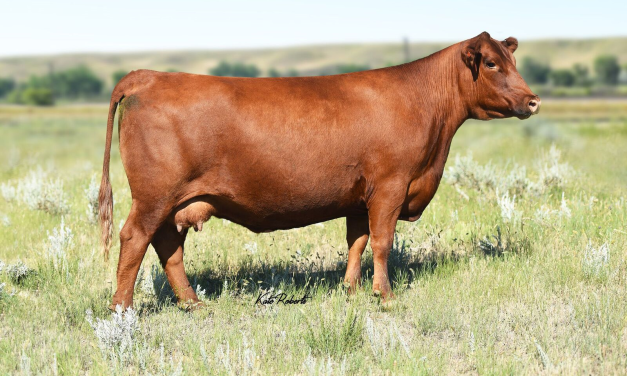 Red Angus Embryos For Sale:  SB10-2882