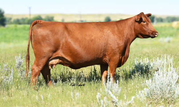 Red Angus Embryos For Sale:  SB10-2881