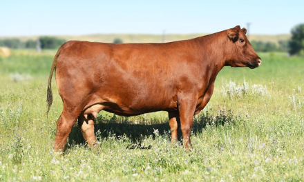Red Angus Embryos For Sale:  SB10-3250
