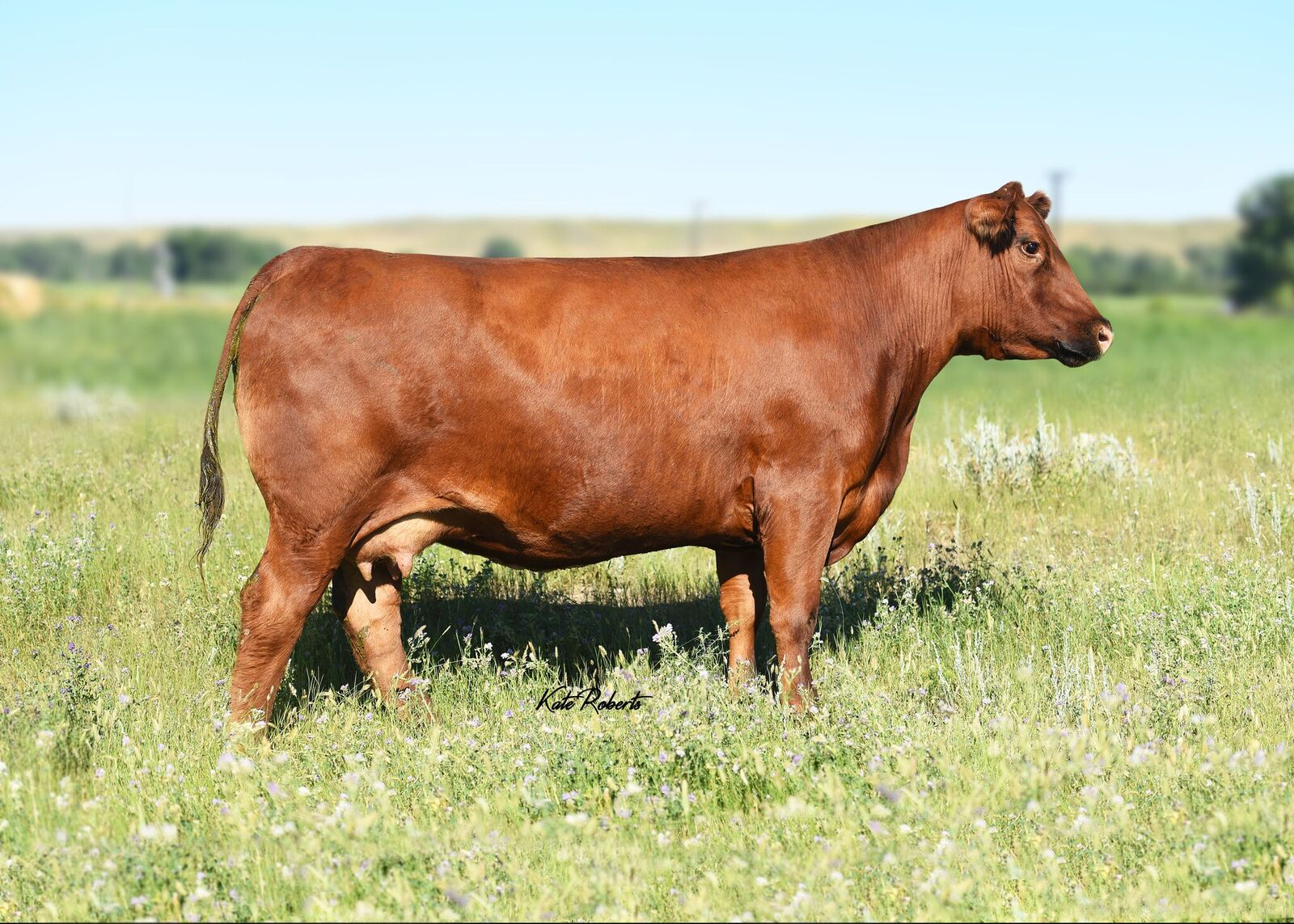 TBJR Miss Sensation 407 KR