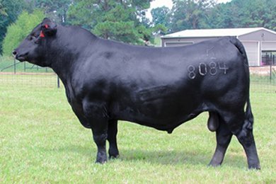 Angus Semen For Sale:  SB10-2877