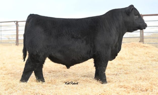Angus Semen For Sale:  SB10-2898