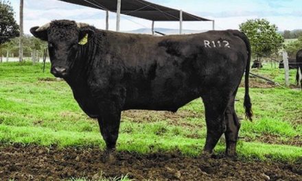 Wagyu Embryos For Sale:  SB10-2894