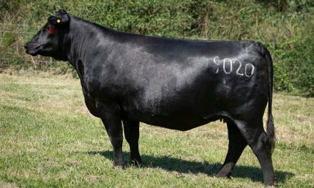 Angus Embryos For Sale:  SB10-2871