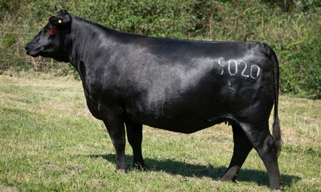 Angus Embryos For Sale:  SB10-2871