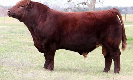 Shorthorn Semen For Sale:  SB10-2927