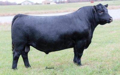 Angus Semen For Sale:  SB10-4766