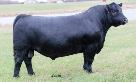 Angus Semen For Sale:  SB10-4766