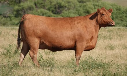 Red Angus Embryos For Sale:  SB10-2923