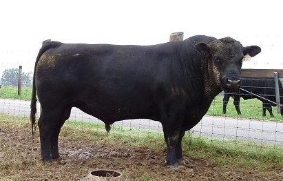 Angus Semen For Sale:  SB10-2940